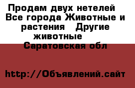 Продам двух нетелей - Все города Животные и растения » Другие животные   . Саратовская обл.